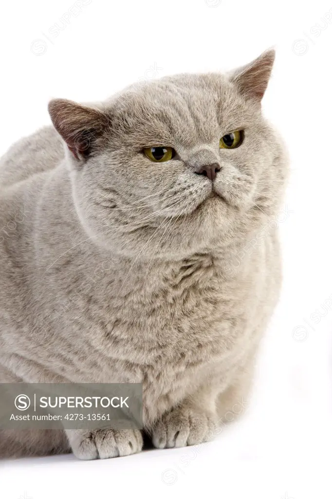 Lilac British Shorthair Domestic Cat, Male Against White Background