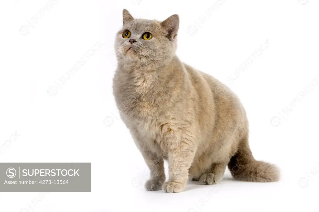 Lilac Cream British Shorthair Domestic Cat, Female Against White Background