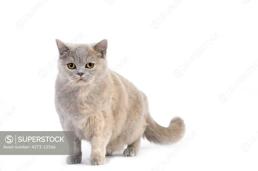 Lilac Cream British Shorthair Domestic Cat, Female Against White Background