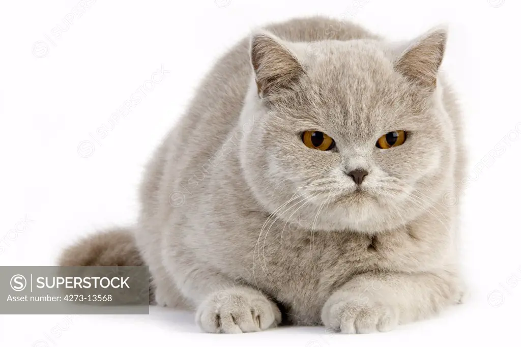 Lilac British Shorthair Domestic Cat, Female Against White Background