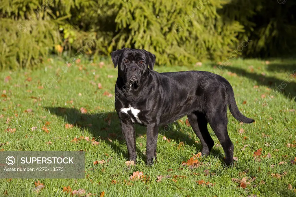Cane Corso, A Dog Breed From Italy, Adult Standing On Grass