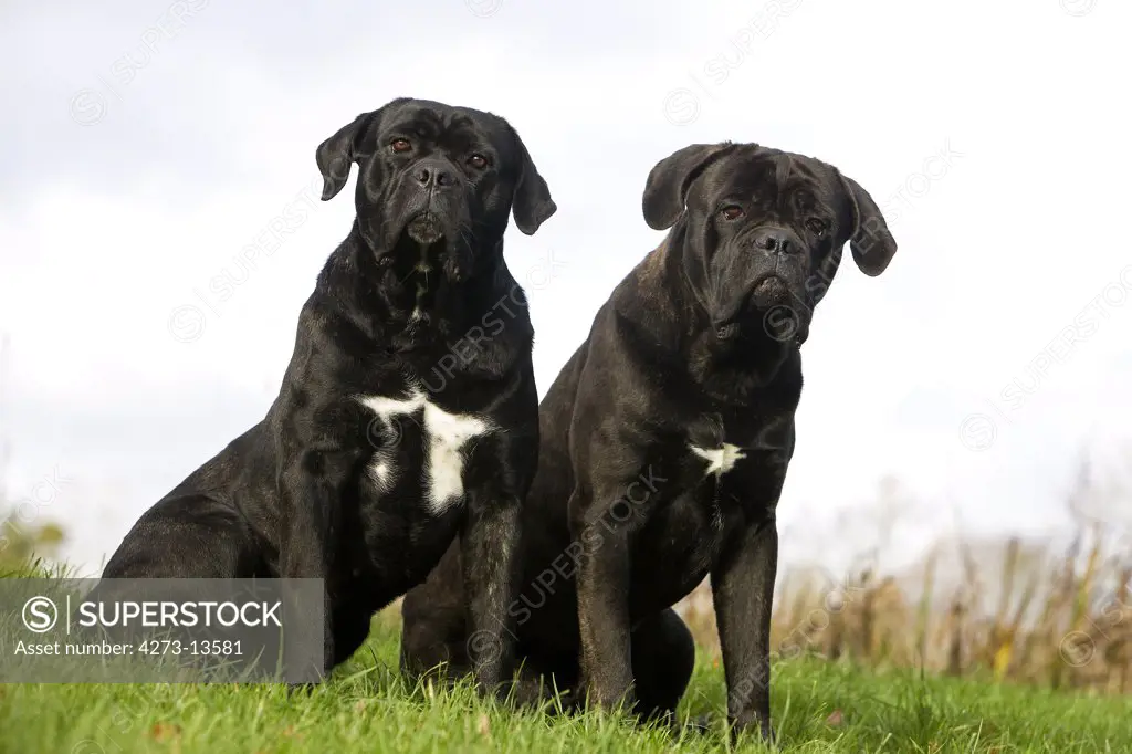 Cane Corso, A Dog Breed From Italy, Pair Of Adult Sitting On Grass