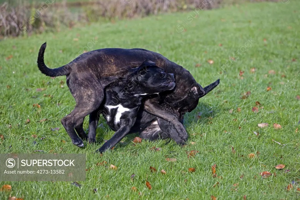 Cane Corso, A Dog Breed From Italy, Adults Playing On Grass