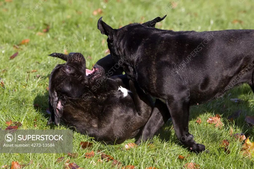 Cane Corso, Dog Breed From Italy, Adults Playing On Grass