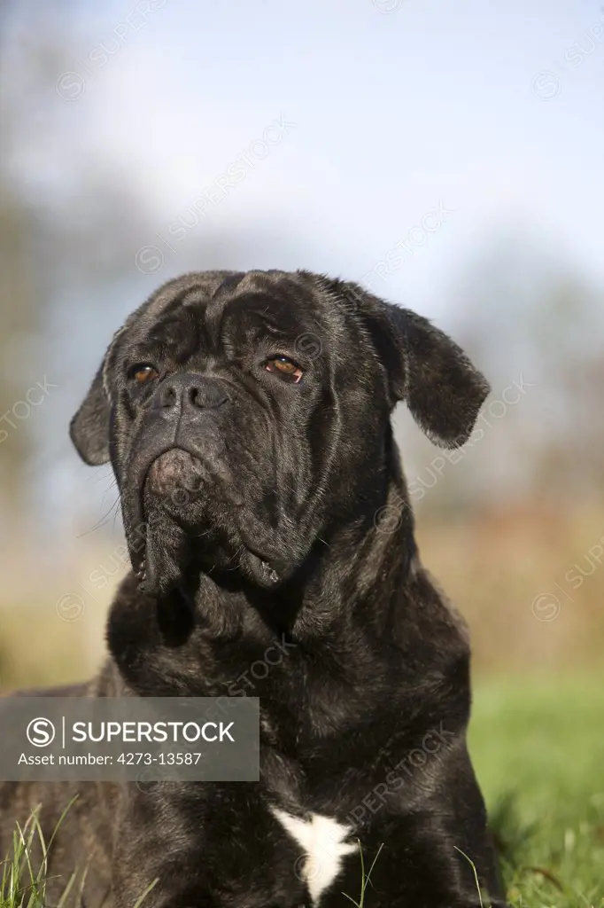 Cane Corso, A Dog Breed From Italy, Portrait Of Adult