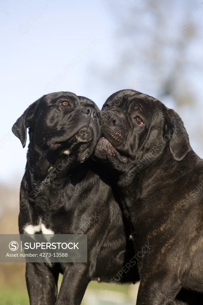 Cane Corso, Dog Breed From Italy, Pair Kissing