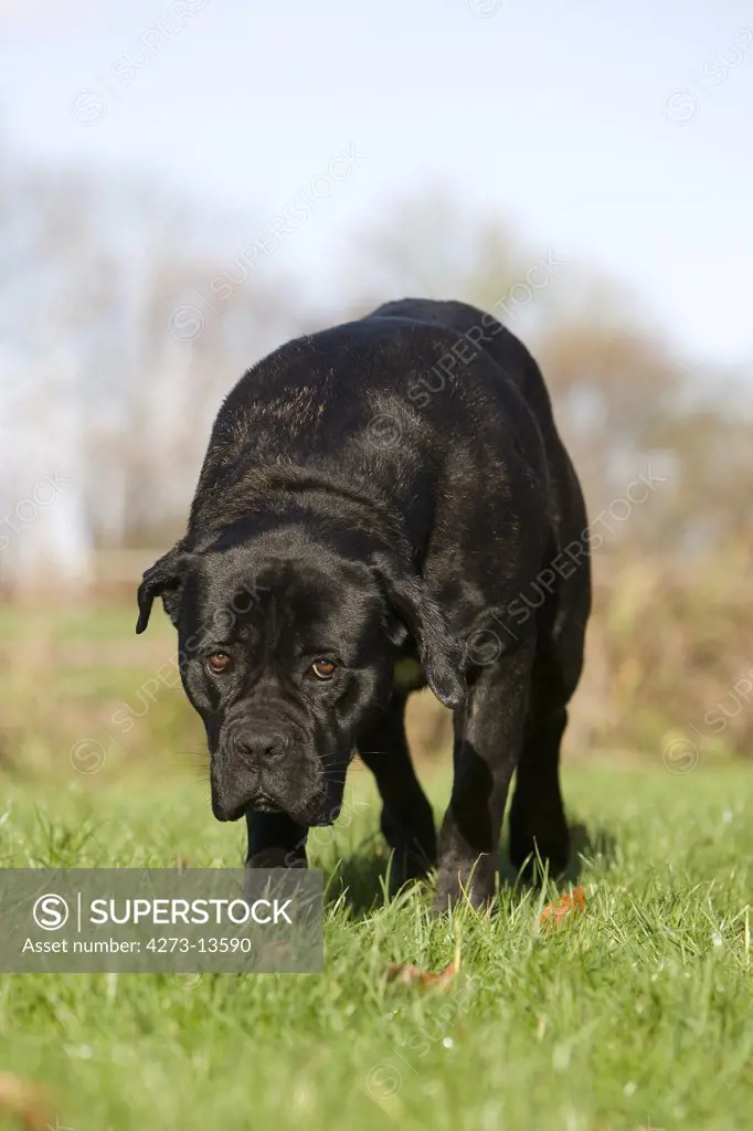 Cane Corso, Dog Breed From Italy, Adult Standing On Grass
