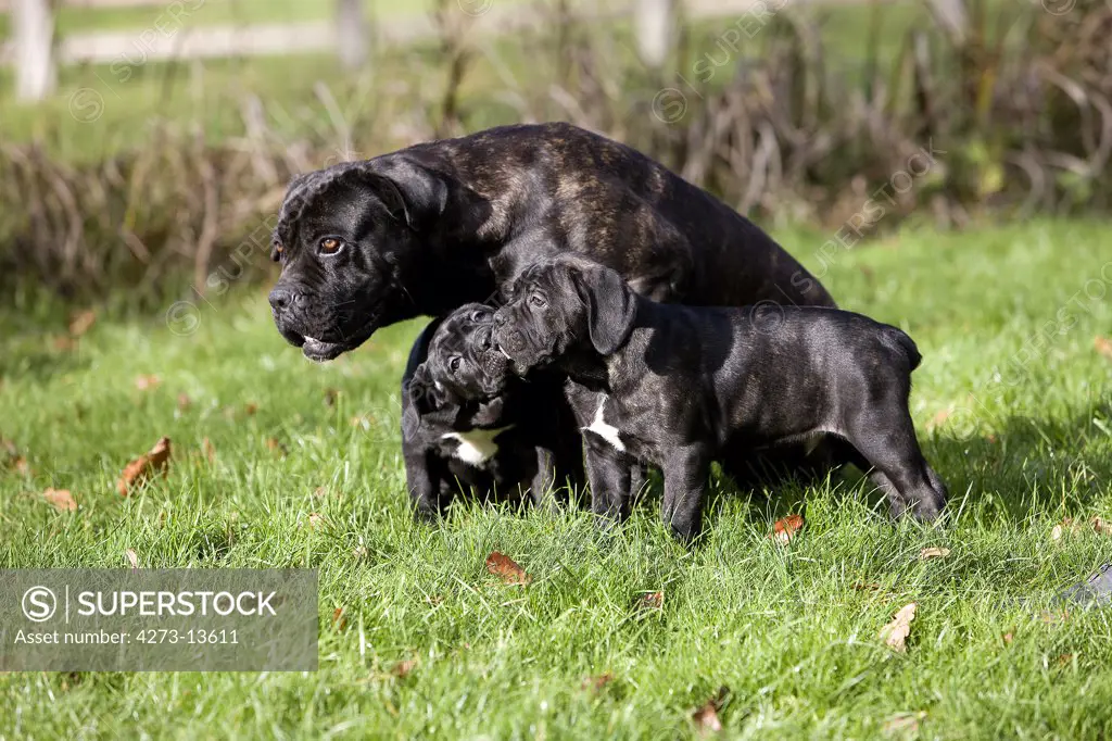 Cane Corso, Dog Breed From Italy, Female With Pup Standing On Grass