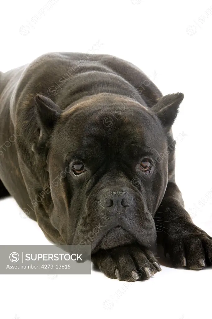 Cane Corso, A Dog Breed From Italy, Adult Laying Down Against White Background (Old Standard Breed With Cut Ears)