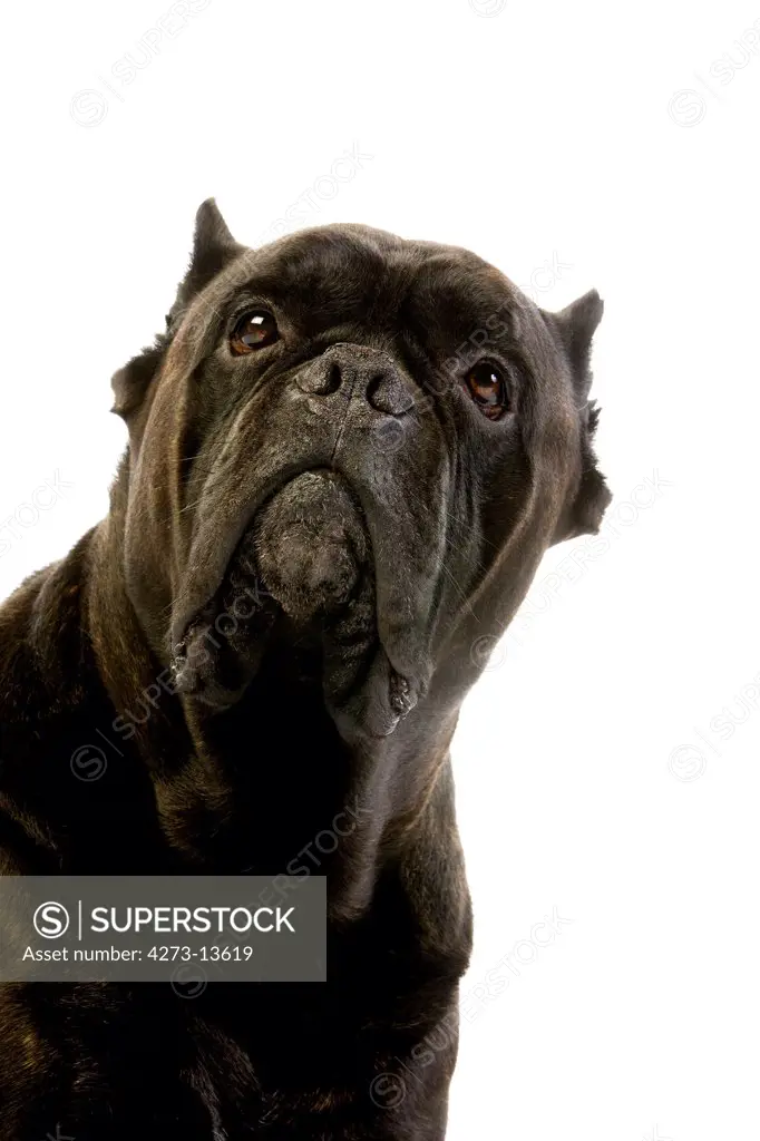 Cane Corso, A Dog Breed From Italy, Portrait Of Adult Against White Background