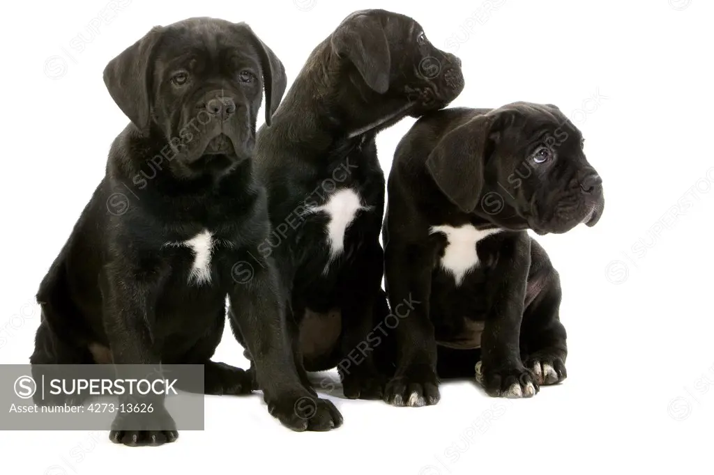 Cane Corso, Dog Breed From Italy, Pup Sitting Against White Background