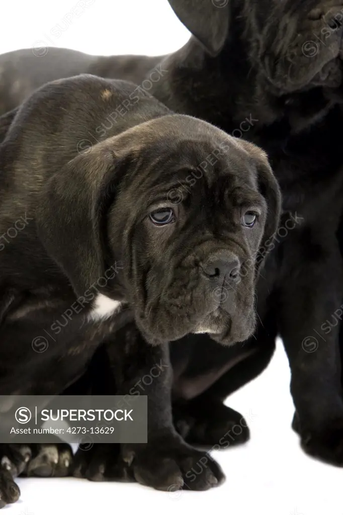 Cane Corso, A Dog Breed From Italy, Pup Against White Background