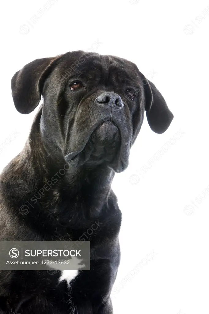 Cane Corso, Dog Breed From Italy, Portrait Of Adult Against White Background