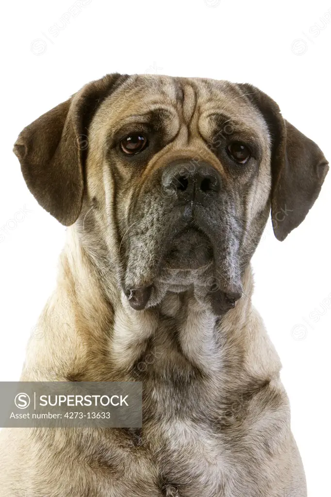 Cane Corso, A Dog Breed From Italy, Portrait Of Adult Against White Background
