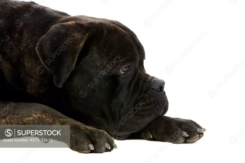 Cane Corso, Dog Breed From Italy, Portrait Of Adult Against White Background