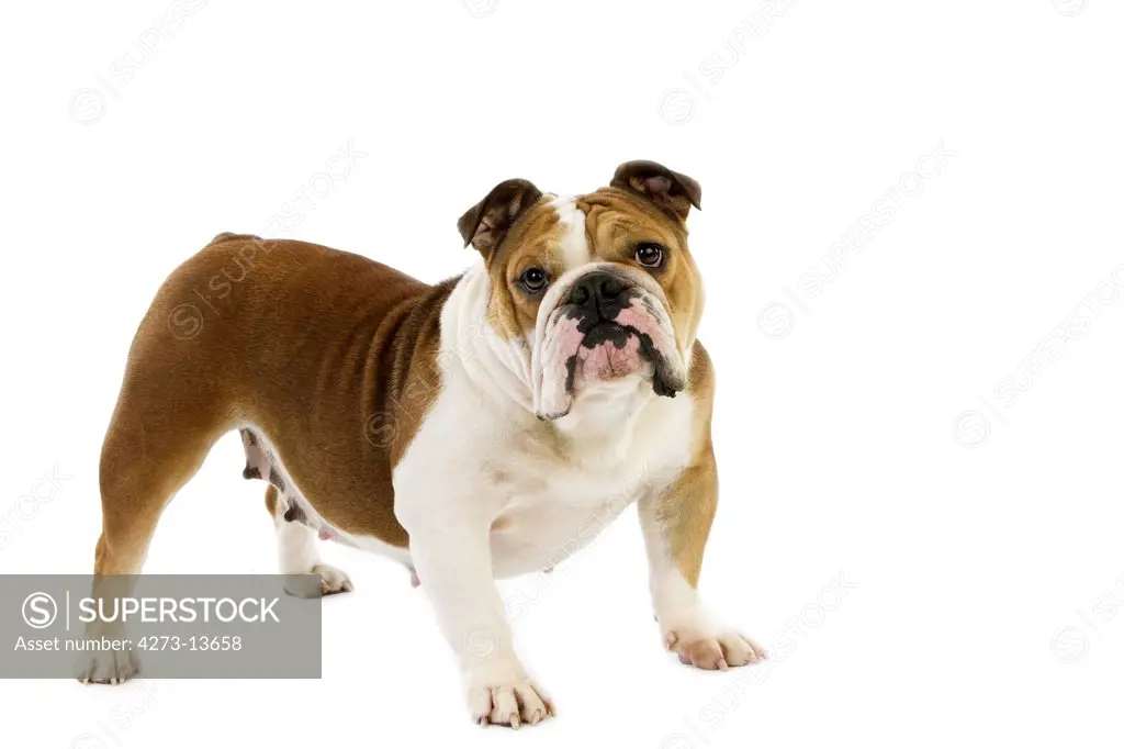 English Bulldog, Female Against White Background