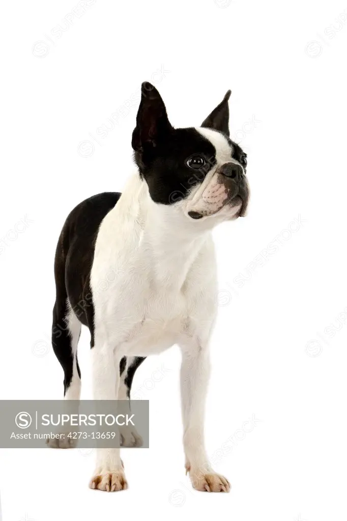 Boston Terrier Dog, Female Against White Background