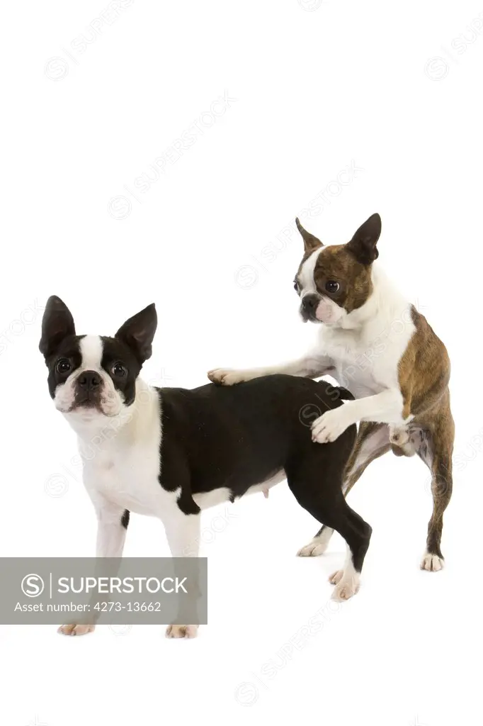 Boston Terrier Dog, Pair Mating Against White Background