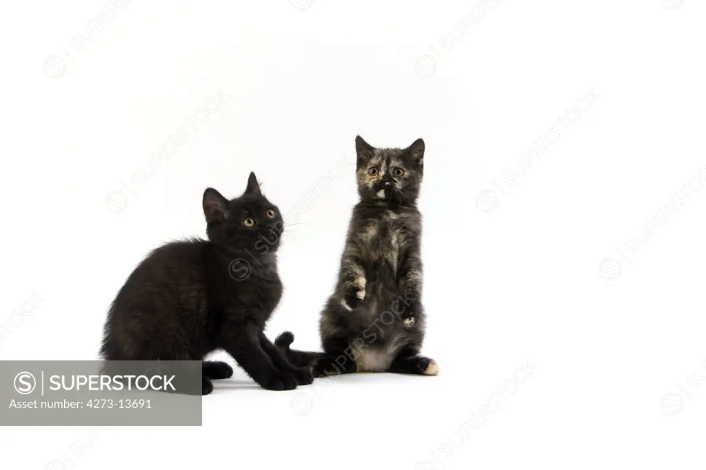 Black And Black Tortoise-Shell British Shorthair Kittens