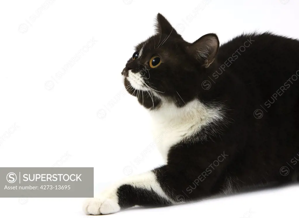 Chocolate And White British Shorthair Domestic Cat, Female Laying Against White Background