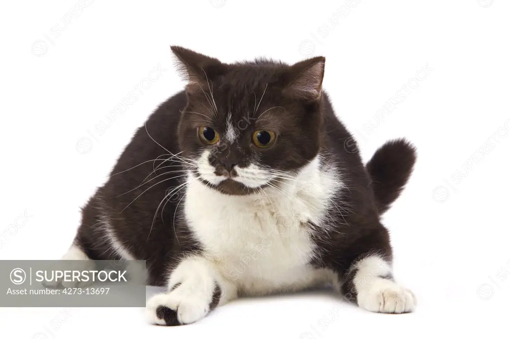 Chocolate And White British Shorthair Domestic Cat, Female Laying Against White Background