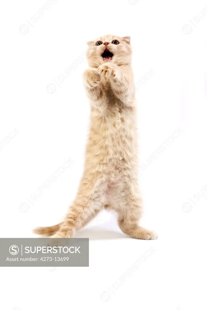 Cream Scottish Fold Domestic Cat, 2 Months Old Kitten Playing Against White Background