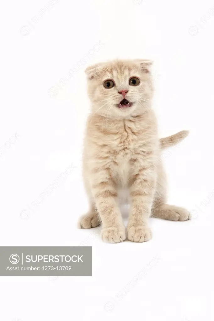 Cream Scottish Fold Domestic Cat, 2 Months Old Kitten Sitting Against White Background