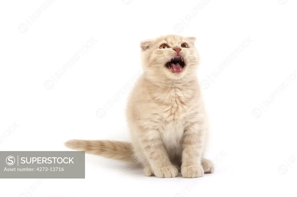 Cream Scottish Fold Kitten, Meowing Against White Background
