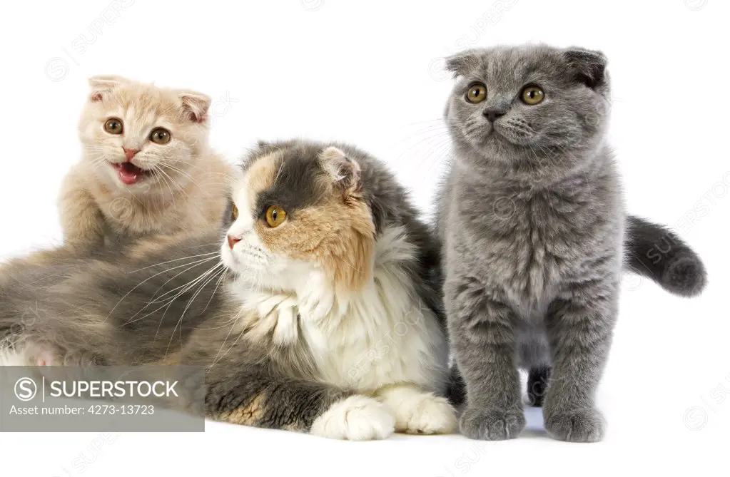 Blue Cream And White Highland Fold Female With Its Cream And Blue Scottish Fold Kittens