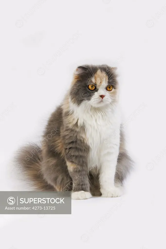 Blue Cream And White Highland Fold Cat, Female Against White Background