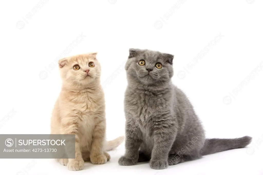 2 Months Old Scottish Fold Cream And Blue Kittens