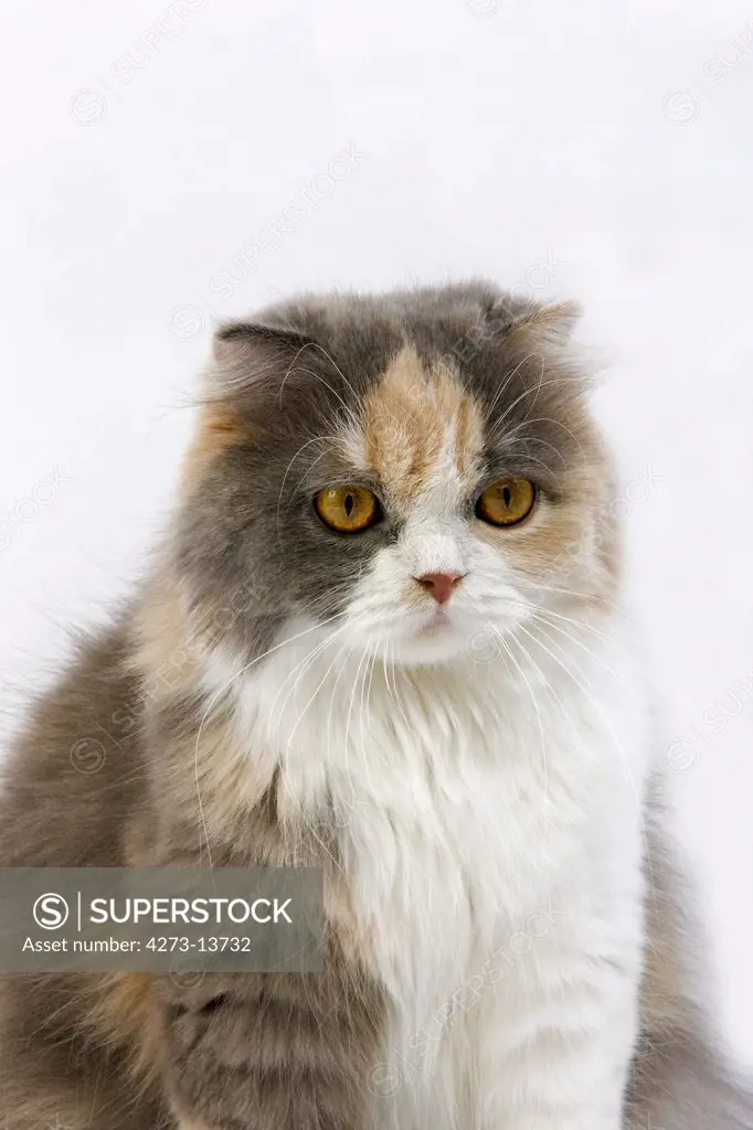 Blue Cream And White Highland Fold Domestic Cat, Female Against White Background