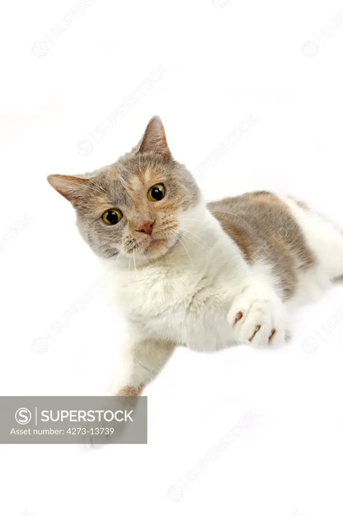 Lilac Cream And White British Shorthair Domestic Cat, Female In Defensive Posture Against White Background