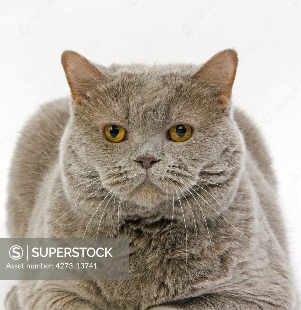 Lilac Self British Shorthair Domestic Cat, Female Laying Against White Background