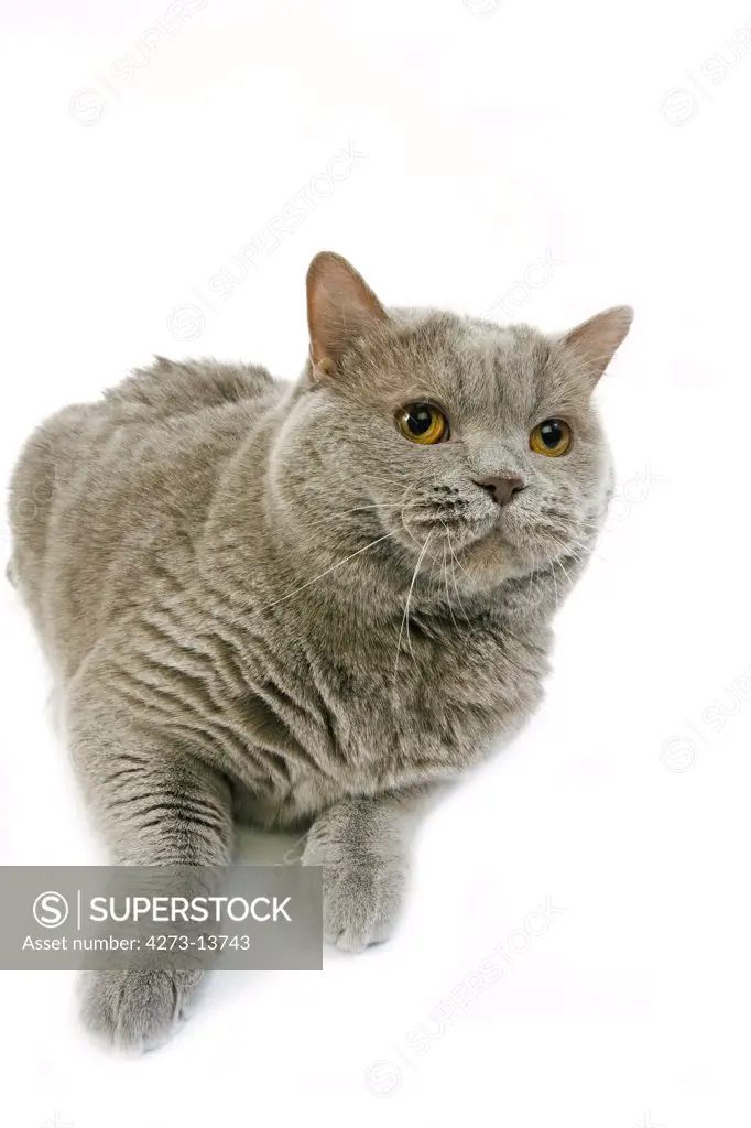 Lilac Self British Shorthair Domestic Cat, Female Laying Against White Background