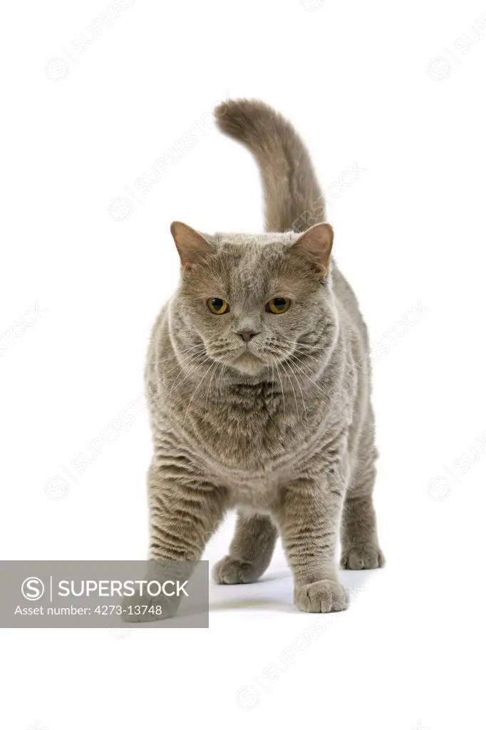 Lilac Self British Shorthair Domestic Cat, Female Against White Background