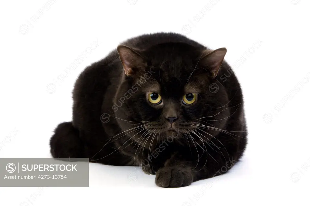 Chocolate British Shorthair Domestic Cat, Male Laying Against White Background