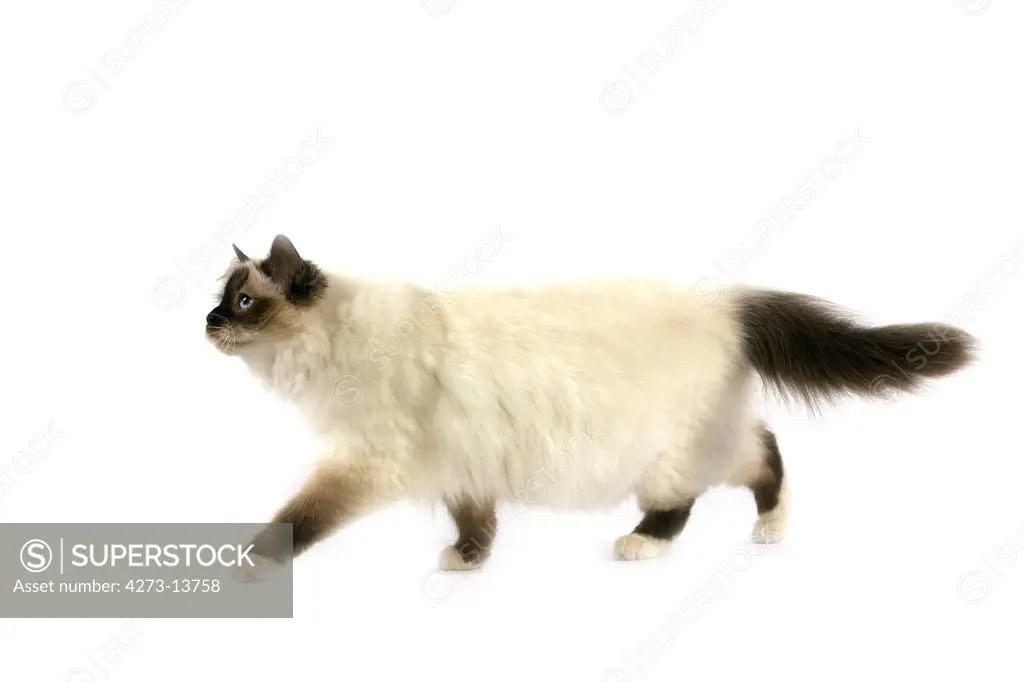 Seal Birmanese Cat Against White Background