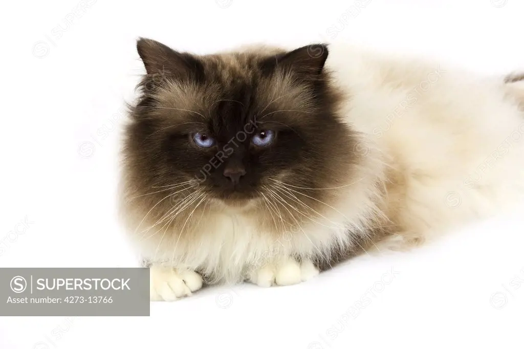 Chocolate Birmanese Cat Against White Background