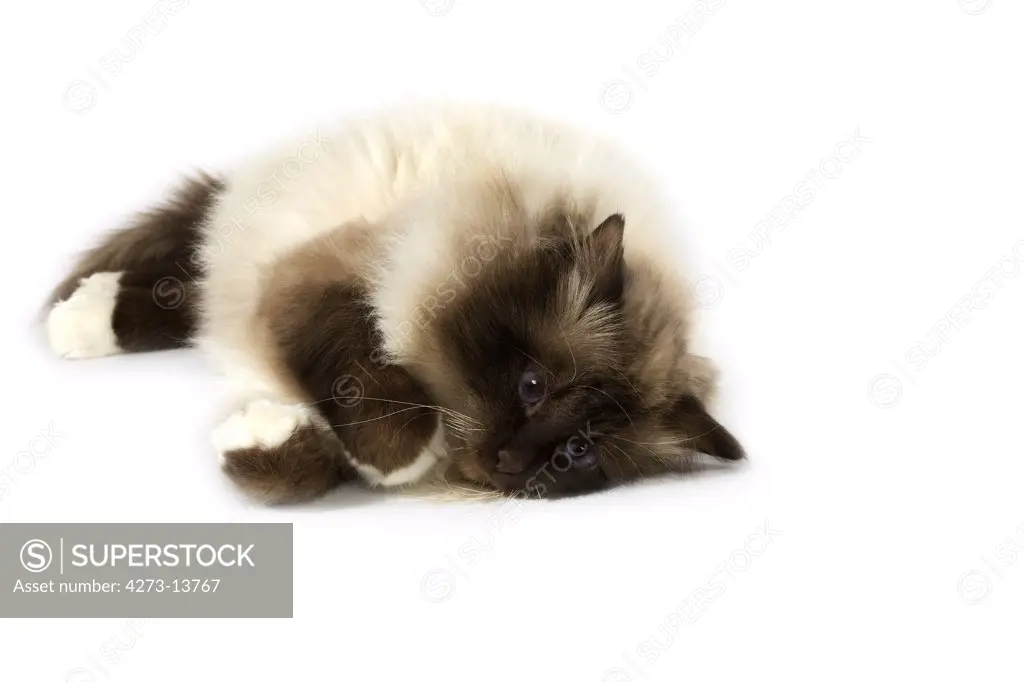 Chocolate Birmanese Domestic Cat, Adult Laying Down Against White Background