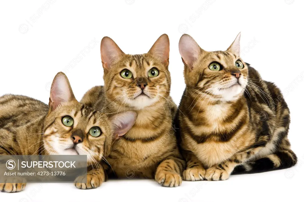 Brown Spotted Tabby With Brown Marbled Tabby Bengal  Domestic Cat