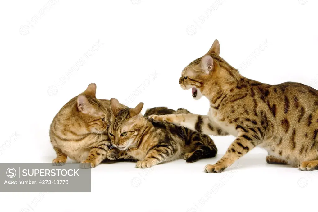 Brown Spotted Tabby With Brown Marbled Tabby Bengal Domestic Cat, Dominance And Submission