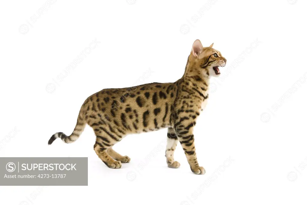 Brown Spotted Tabby Bengal Domestic Cat, Adult Meowing