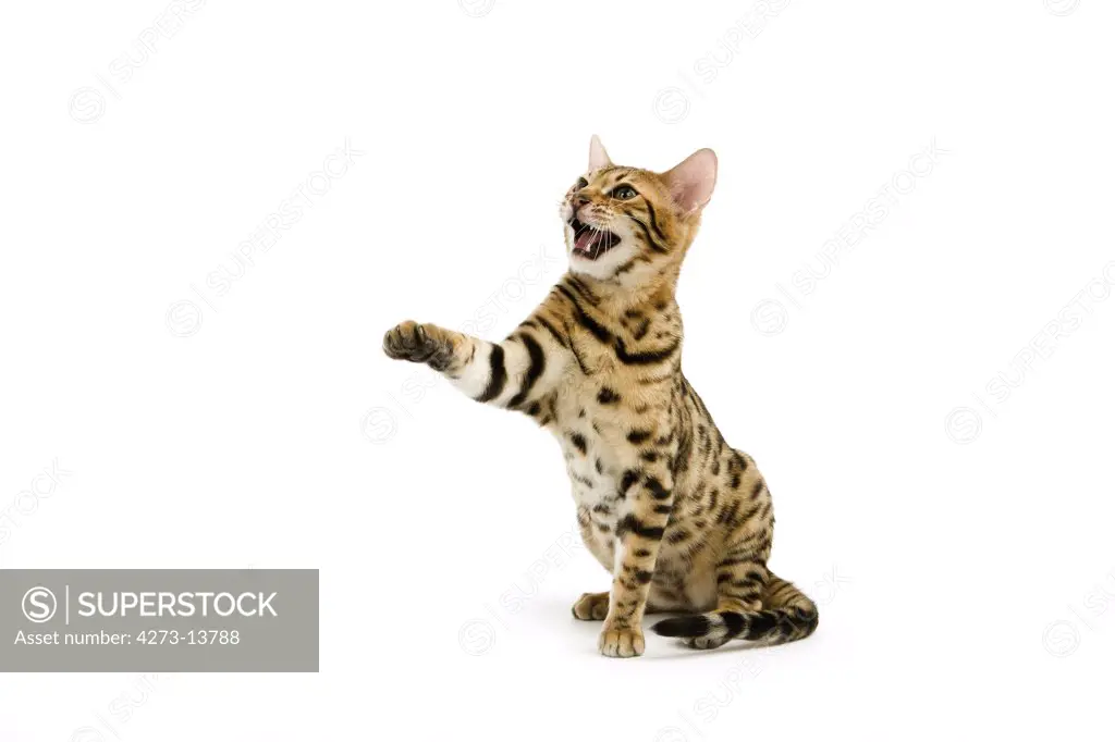 Brown Spotted Tabby Bengal Domestic Cat, Adult Holding Front Leg Up