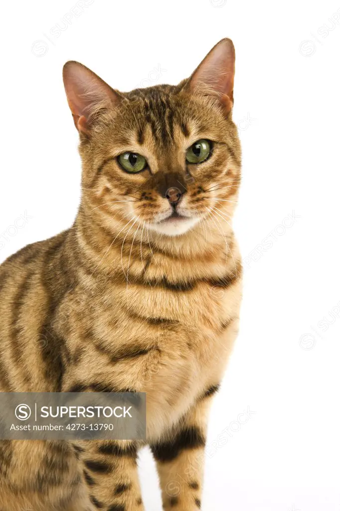 Brown Spotted Tabby Bengal Domestic Cat