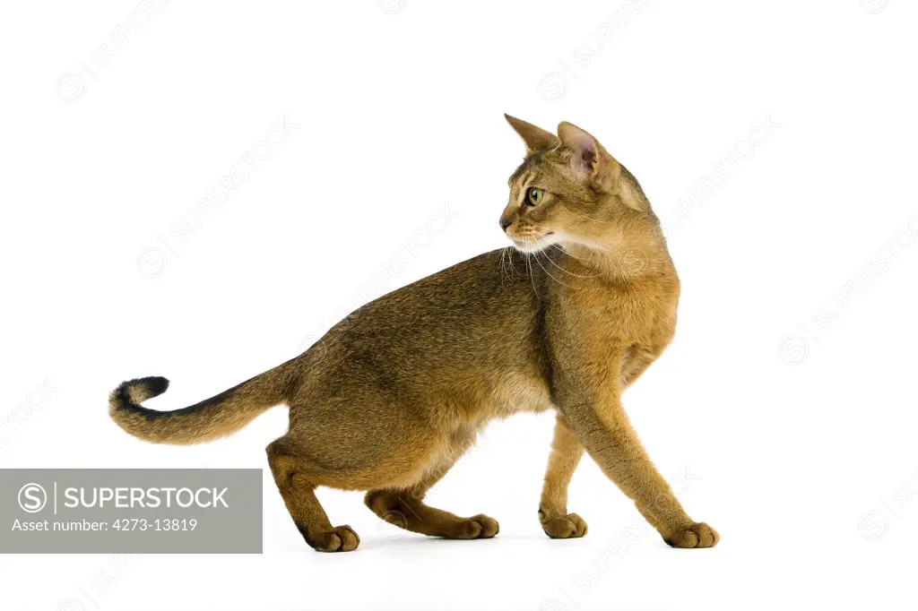 Abyssinian Domestic Cat, Adult Against White Background
