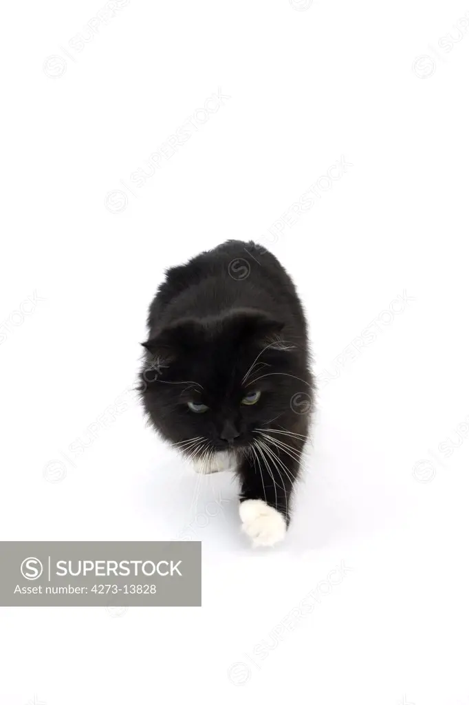 Black And White Siberian Domestic Cat, Female Against White Background