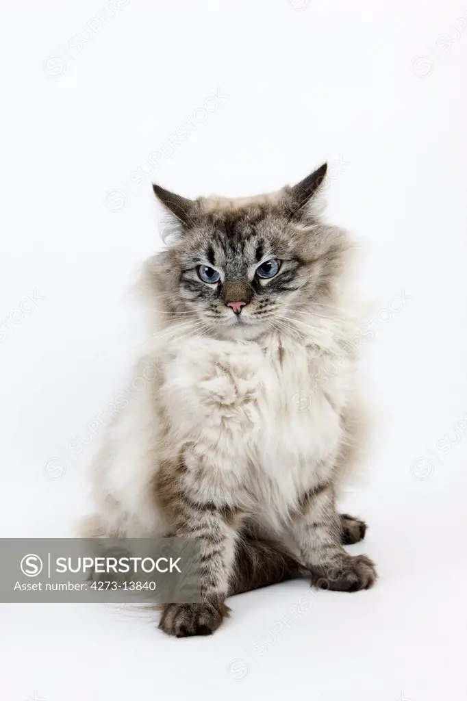 Neva Masquerade Siberian Cat, Color Seal Tabby Point, Male Against White Background