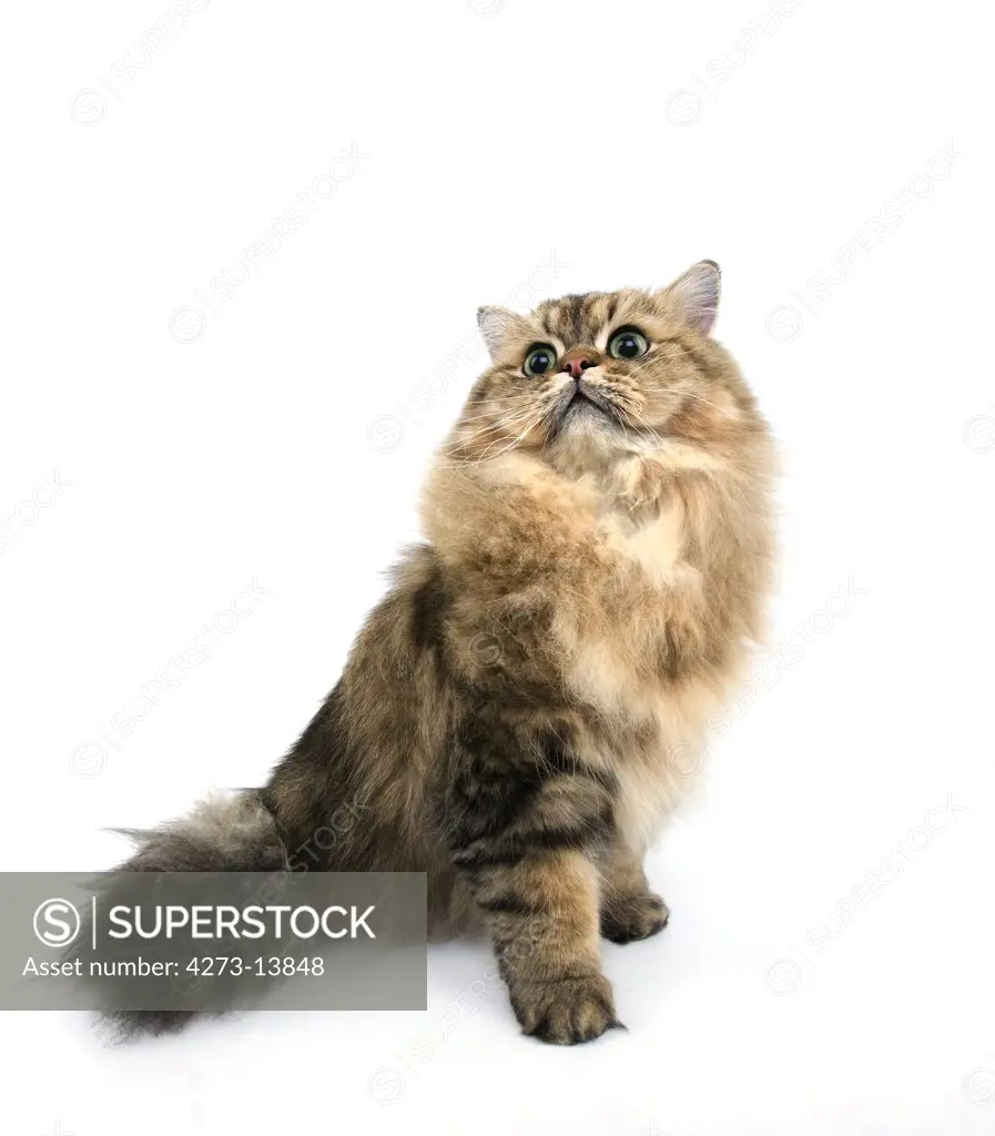 Golden Persian Cat, Adult Against White Background