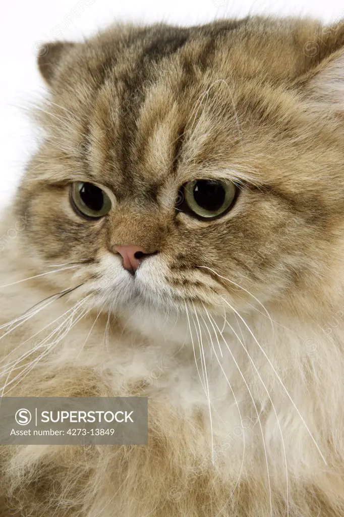 Golden Persian Domestic Cat, Portrait Of Adult